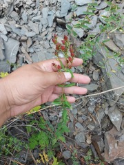 Hypericum attenuatum