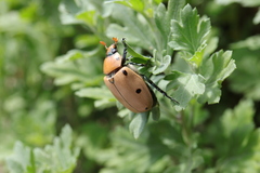 Pelidnota punctata