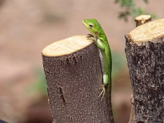 Ctenosaura macrolopha