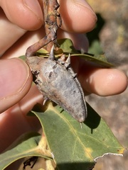 Hakea prostrata