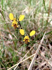 Diuris maculata