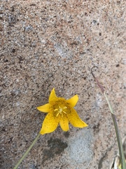 Calochortus barbatus