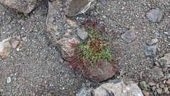 Epilobium anagallidifolium