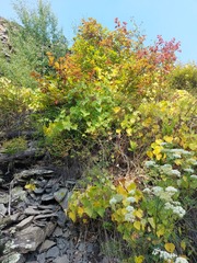 Menispermum dauricum