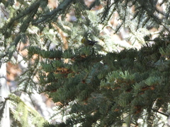 Setophaga occidentalis