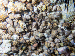 Clibanarius tricolor