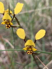 Diuris maculata