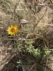 Xerochrysum