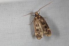 Martyringa latipennis