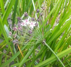 Butomus umbellatus