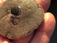 Dendraster excentricus