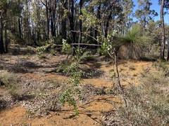 Hakea prostrata