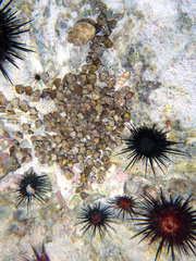 Clibanarius tricolor