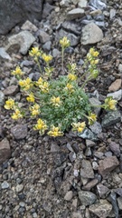 Draba ventosa