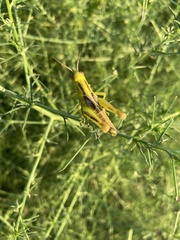 Melanoplus bivittatus