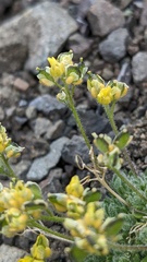 Draba ventosa