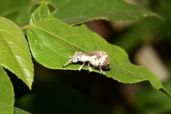 Episomus chinensis