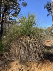 Xanthorrhoea preissii
