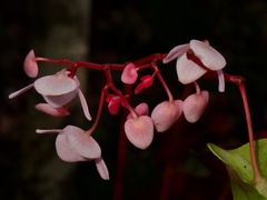 Begonia mindorensis