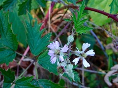 Rubus laciniatus