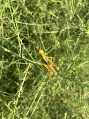 Melanoplus bivittatus