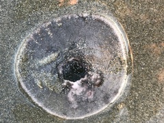 Dendraster excentricus