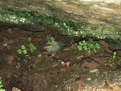 Myriopteris gracilis