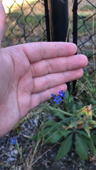 Anchusa officinalis