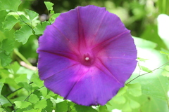 Ipomoea orizabensis orizabensis