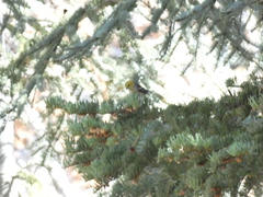 Setophaga occidentalis