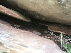 Myriopteris gracilis