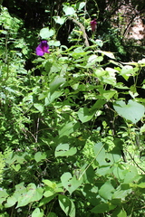 Ipomoea orizabensis orizabensis