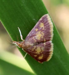 Pyrausta acrionalis