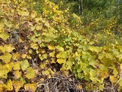 Menispermum dauricum