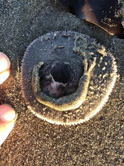 Dendraster excentricus