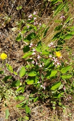 Apocynum androsaemifolium