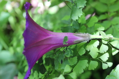 Ipomoea orizabensis orizabensis