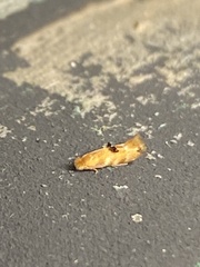 Bucculatrix coronatella