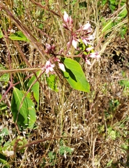 Apocynum androsaemifolium