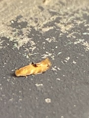 Bucculatrix coronatella