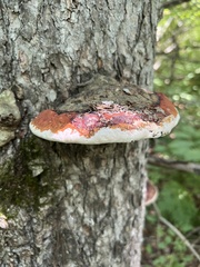 Fomitopsis mounceae