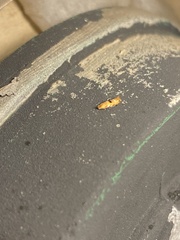 Bucculatrix coronatella