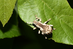 Episomus chinensis