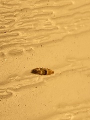 Bucculatrix coronatella