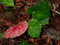 Begonia mindorensis