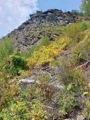 Menispermum dauricum