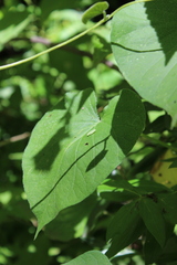 Ipomoea orizabensis orizabensis