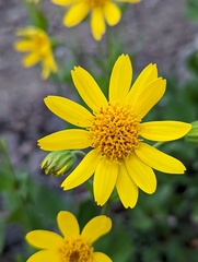 Arnica latifolia