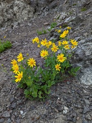 Arnica latifolia
