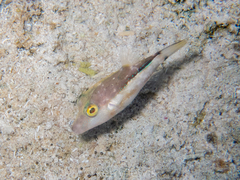 Canthigaster rostrata